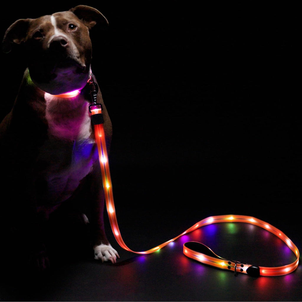 Correa LED para perro para paseos nocturnos seguros y tranquilos - Correa LED para perro de alta visibilidad - Correa LED iluminada para perro - Correa iluminada - Correa para perro con luz LED - Correa de 1,8 m para perro con luz ¡Nueva versión!